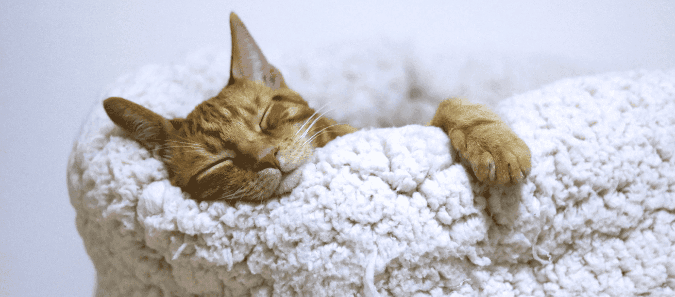 Cultivating Mental Wellbeing: Building a Sleep Routine for a Happier You