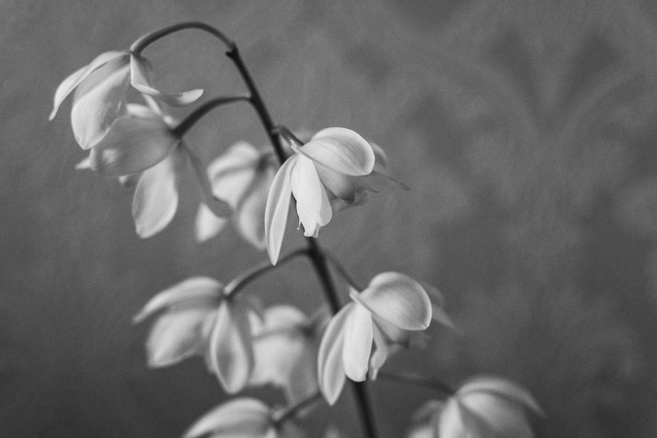 Disenfranchised Grief: The Silent Grief